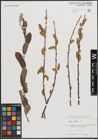 Foto von Salix cinerea L.